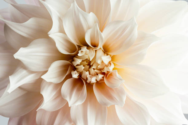 närmre av en enorm crème blommande dahlia blomma cafe au lait hybrid - dahlia bildbanksfoton och bilder