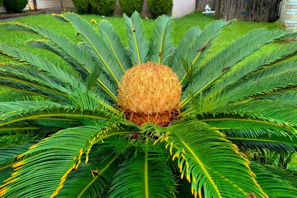Close Up of a Large Sago Palm stock photo