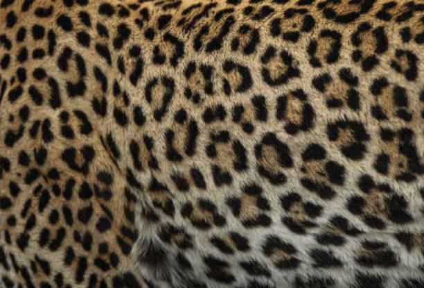 A close up of a leopards skin stock photo