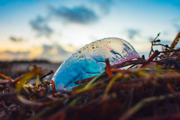 primo piano di una medusa uomo-o-guerra su un mucchio di alghe sulla riva con il cielo del mattino sullo sfondo - caravella portoghese foto e immagini stock