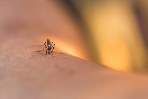 Close up of a mosquito sucking blood, selective focus stock photo