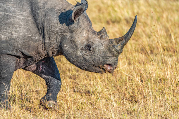 Close up of a rare, solitary male Eastern Black Rhino as he moves through the savannah. stock photo