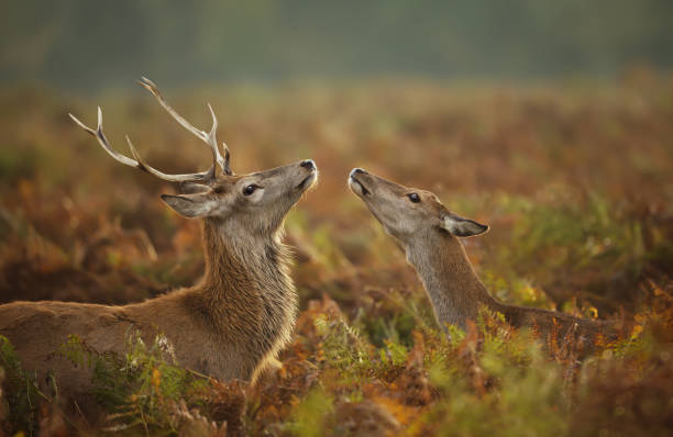 Close up of a Red deer stag with a hind during rutting season Close up of a Red deer stag with a hind during rutting season, autumn in UK. rutting stock pictures, royalty-free photos & images
