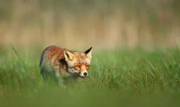Close up of a Red fox walking in green grass in summer Close up of a Red fox (Vulpes vulpes) walking in green grass in summer. scavenging stock pictures, royalty-free photos & images