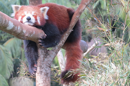 Close up of a red panda sleeping on a tree branch
