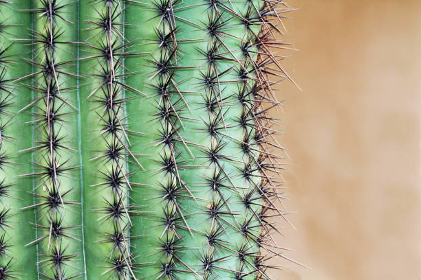 Close up of a Saguaro Cactus with Copy Space stock photo