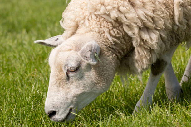 Close up of a sheep grazing on the IJsselmeer dyke. stock photo