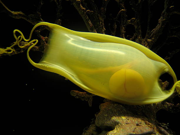 Close up of a single yellow shark egg stock photo