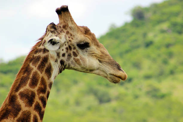 Close up of a South African giraffe or Cape giraffe (Giraffa camelopardalis giraffa) in the foothills of the Lebombo Mountain bushveld in Kruger National Park, Mpumalanga Province of South Africa stock photo