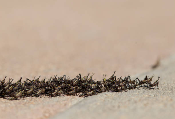 A close up of a swarm of locust stock photo