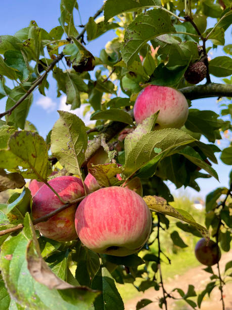 close up of a wild apple tree stock photo