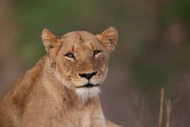 A close up of a wild lioness stock photo