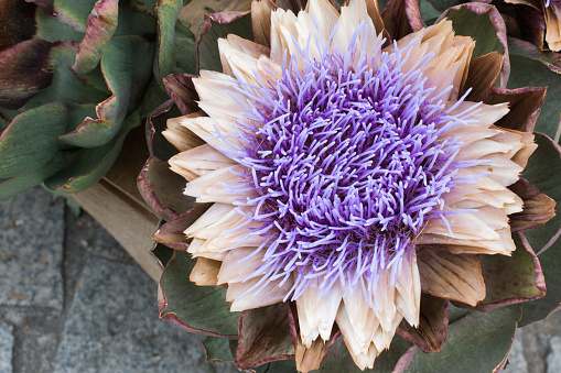 Close up of an artichoke flower plant. Brittany, France