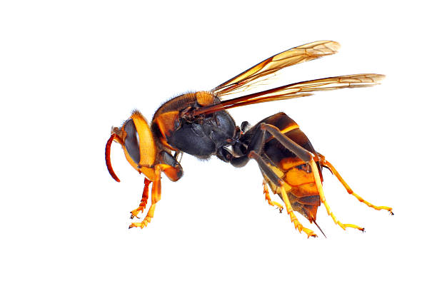 Close up of an Asian Hornet against white background Black and Yellow Asian Hornet isolated on white mud dauber wasp stock pictures, royalty-free photos & images
