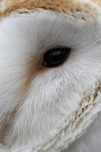 Close up of a barn owl's face