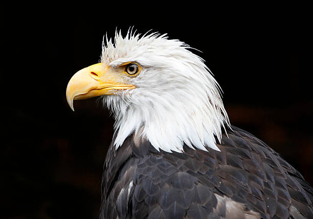Close up of Bald Eagle stock photo