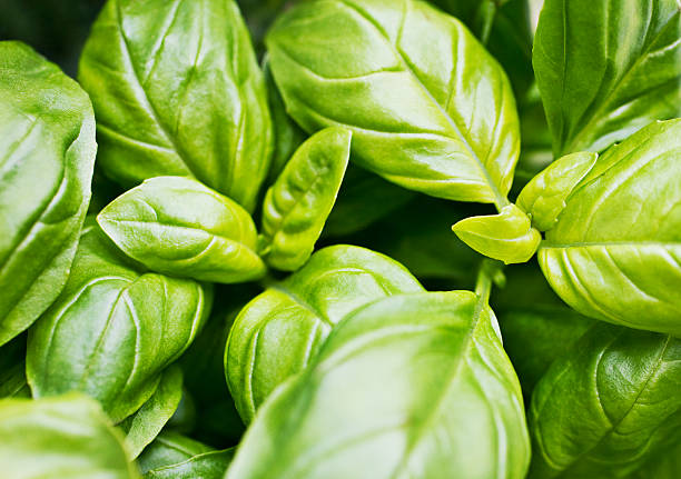 Close up of basil leaves  basil stock pictures, royalty-free photos & images
