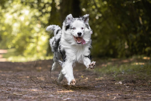 close up of beautiful and happy australian shepherd running towards camera on forest path stock photo