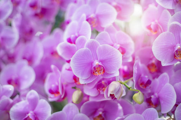 close up of beautiful orchid flower in tropical garden, spring time season - cargo canarias imagens e fotografias de stock