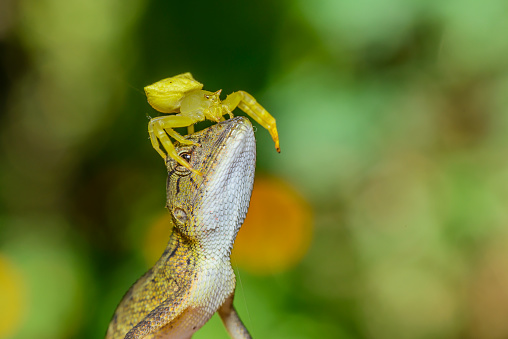 Thomisus Onustus Yellow Spider and Chameleon beauty in nature. Close up of beautiful Yellow Spider is jumping perched on head of Wild Chameleon. Image concept of cuteness and life of animal wildlife.