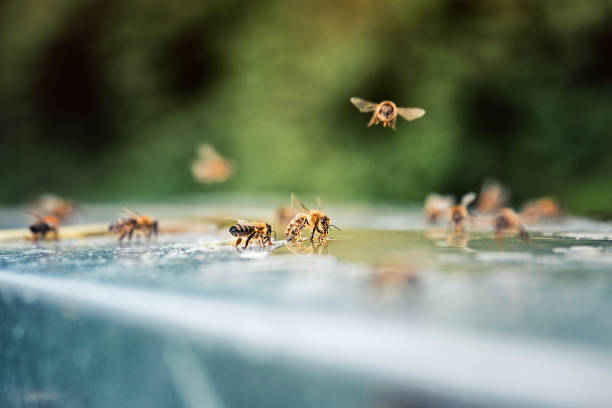 Close up of bees eating honey. Beekeeping concept. Flying bees. stock photo