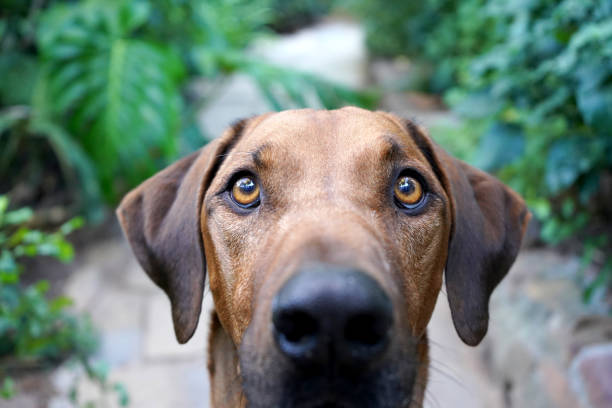 Close up of big brown dog looking at camera stock photo