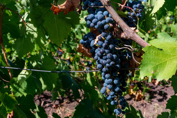 Close up of big bunch of grapes on vine close stock photo