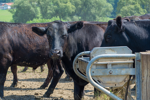 close up of black angus cattles at a watering place on a cow paddock