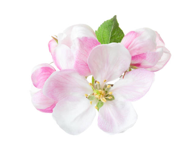close-up van blooming appel takje geïsoleerd op witte achtergrond. - appelbloesem stockfoto's en -beelden