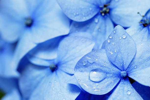 Close up of blue hydrangea flower Hydrangea flower close-up. hydrangea photos stock pictures, royalty-free photos & images