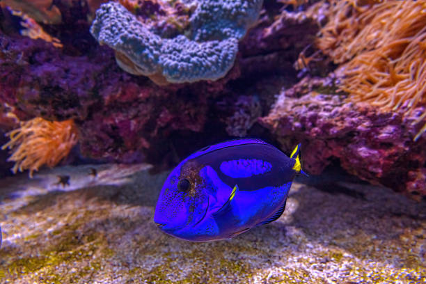 крупным планом голубой тан - great barrier reef стоковые фото и изображения