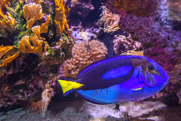 крупный план купания голубой тан - great barrier reef стоковые фото и изображения