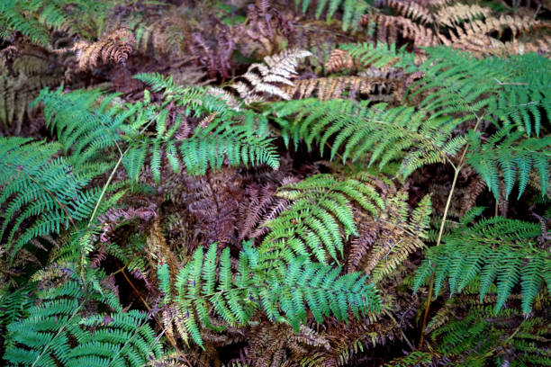 Bracken Stock Photos Pictures Royalty Free Images iStock Bracken Stock Photos Pictures Royalty Free Images iStock