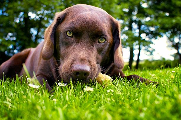 Close up of chocolate brown Labrador dog Young female Chocolate Labrador chewing a bone chocolate labrador stock pictures, royalty-free photos & images