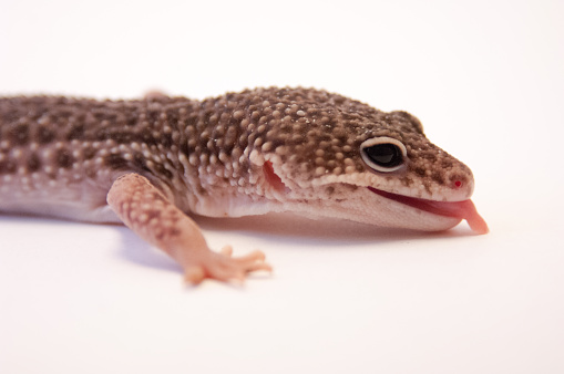 Ortak Leopar Gecko Yapiskanlik Disari Lisan Ile Kapatin Gecko Kertenkele Studio Makro Lens Ile Beyaz Arka Plan Uzerinde Gozleri Ve Kafa Yan Gorunum Odaklanin Stok Fotograflar Abd Nin Daha Fazla Resimleri