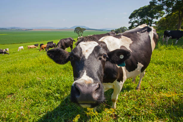 Close up of cow snout in a pasture stock photo
