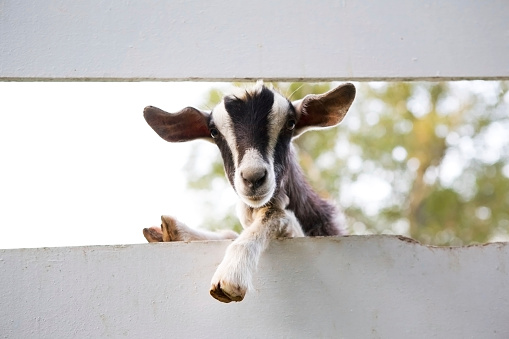 Black and white goat hangs over the fence to have a better look.