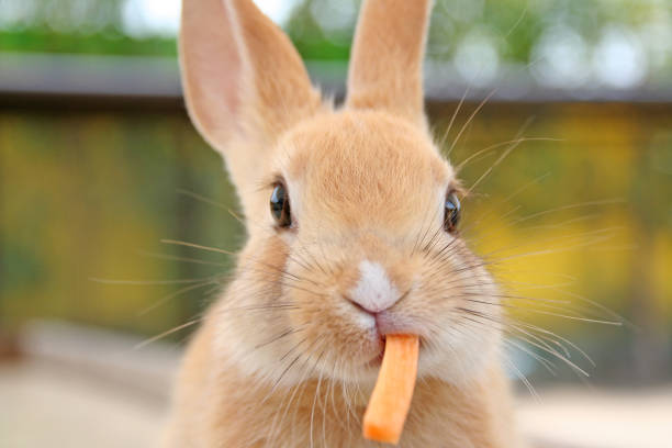 close up of cute baby rabbit - animal doméstico imagens e fotografias de stock