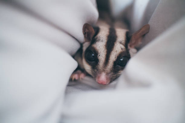 Close up of cute small Sugar Glider in her favourite hole. stock photo