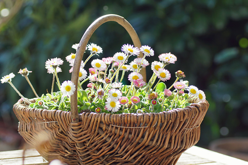 White-pink daisy flowers growing in a decorative basket on a balcony table.