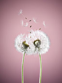 istock Close up of dandelion plants blowing in wind 478168823