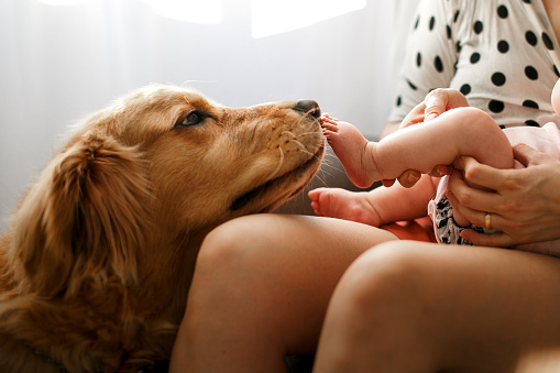 Curitiba, Brazil - June 19, 2020: Closed of dog Golden Retriever licking baby feet at home.