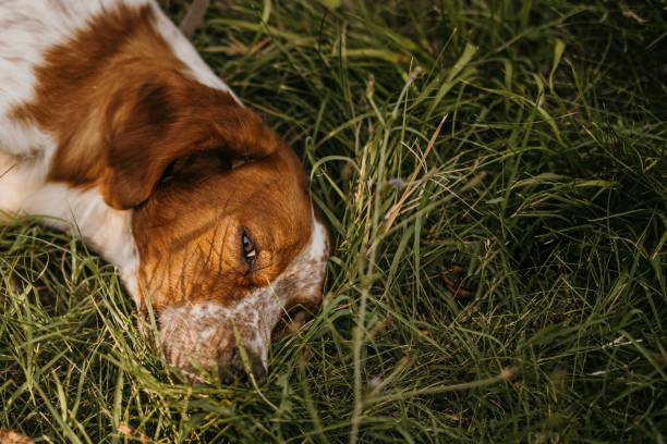 Close up of dog's head while napping on grass in back yard stock photo