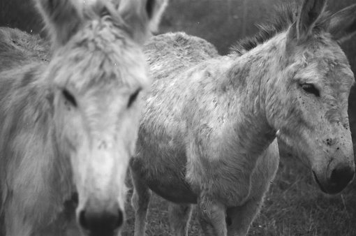 Black and white portrait of two donkeys, 35mm film.