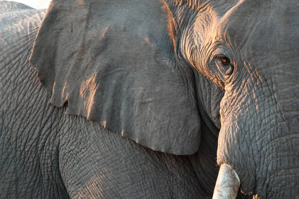 Close up of elephant Close up view of partial face, African elephant (Loxodonta africana), world's largest land animal, Etosha National Park, Namibia, Africa elephant stock pictures, royalty-free photos & images