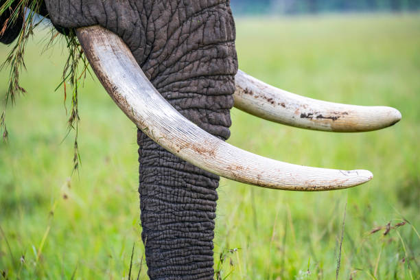 Close up of elephant tusks. stock photo