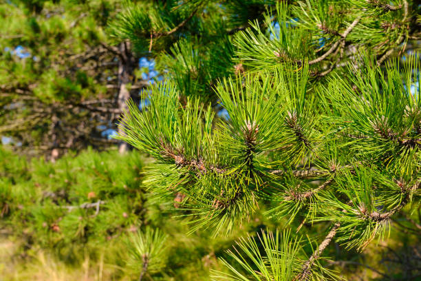 Close up of European 'Pinus ponderosa'  western yellow pine tree in North Netherlands pine tree ponderosa pine tree stock pictures, royalty-free photos & images
