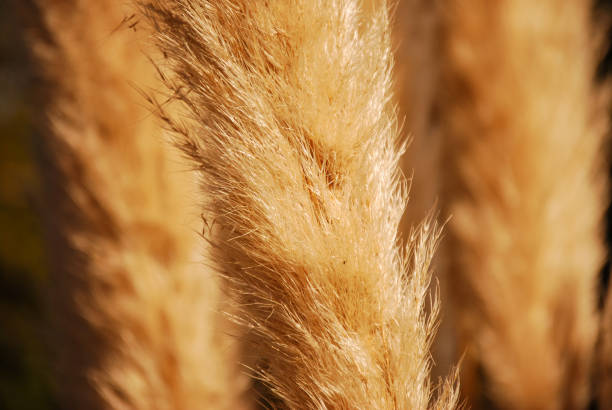 Close up of Feather Reed Grass "Karl Foerster" (Calamagrostis x acutiflora) stock photo