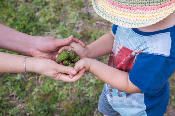 Close up of female hands holding baby's hands with green pine cones on warm summer day. Sweden. stock photo