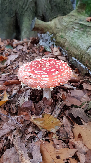 Close up of fly agaric